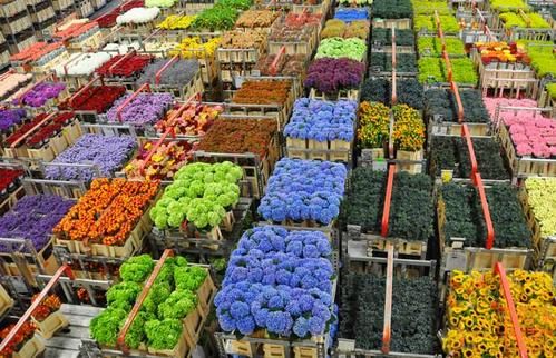 荷兰阿斯米尔鲜花市场
