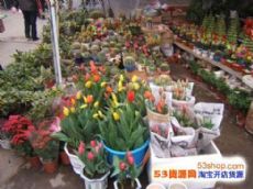广西桂林花鸟市场