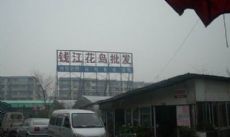 浙江杭州花卉花鸟市场大全
