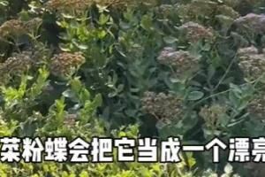 梗 菜粉蝶竟是我自己是什么梗