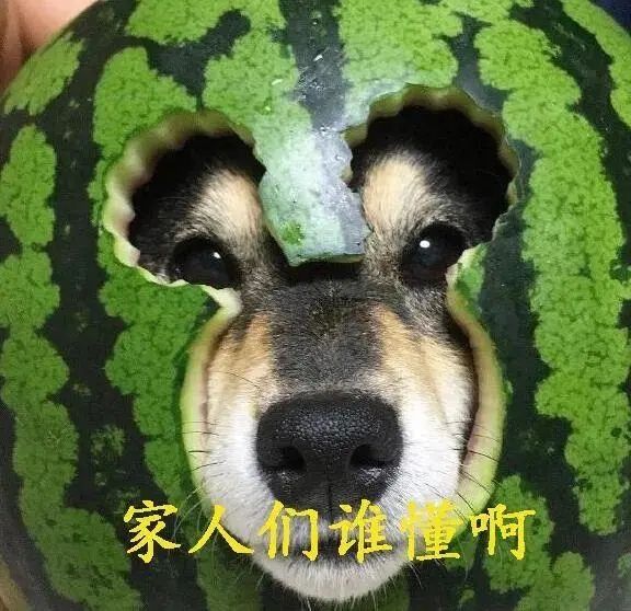 家人们谁懂啊表情包 家人们谁懂啊表情包