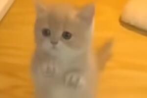 Сèhappy����ʲô��