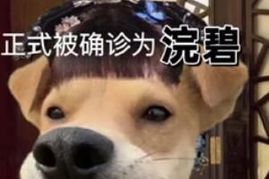 梗 被正式确诊为xx是什么梗