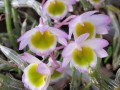 玫瑰石斛Dendrobium crepidatum