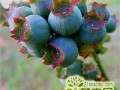 盆栽蓝莓树苗多少钱