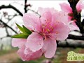 桃树种植方法，如何种植桃树？