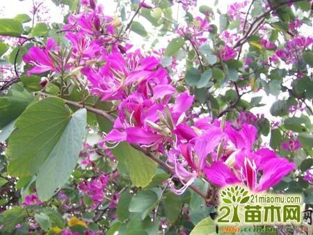 紫荆树的最大特点在于花比叶子先开放或和叶同时开放.