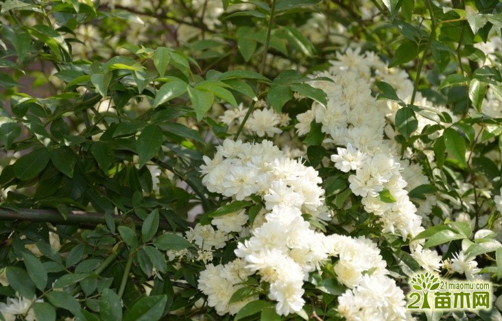 木香花什么时候开花 木香花的花期