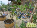 阳台上怎么种植蓝莓  蓝莓的阳台养殖技巧