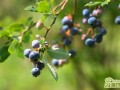 蓝莓春季怎么养  蓝莓春季种植养护管理
