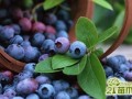 蓝莓盆栽种植最全攻略：蓝莓盆栽怎么种