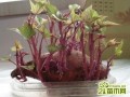 红薯盆景怎么种  红薯苗的种植方法
