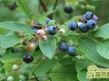 蓝莓怎么扦插  蓝莓的扦插养殖方法