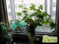 水培红薯盆栽种植方法