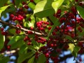 红果冬青怎么种植   红果冬青的盆栽方法