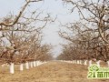梨树冬季怎么修剪   梨树的冬剪方法和技巧