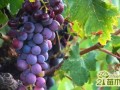 葡萄怎么浇水有利高产  葡萄的浇水方法
