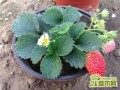 盆栽草莓应该怎么施肥？盆栽草莓是什么肥好