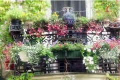 阳台盆花的夏季养护注意事项